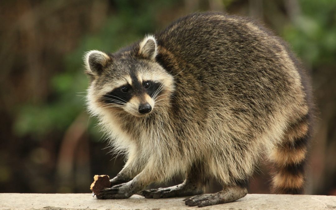 Racoon Stealer connaît un grand succès auprès des cybercriminels